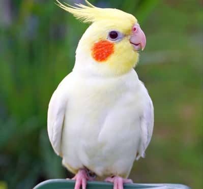 Cockatiel pair for sale in Taxila