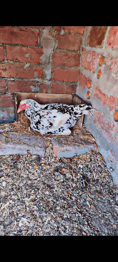 kurak aseel madi healthy and active for sale hy