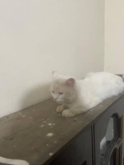 male cat double coated urgent sale