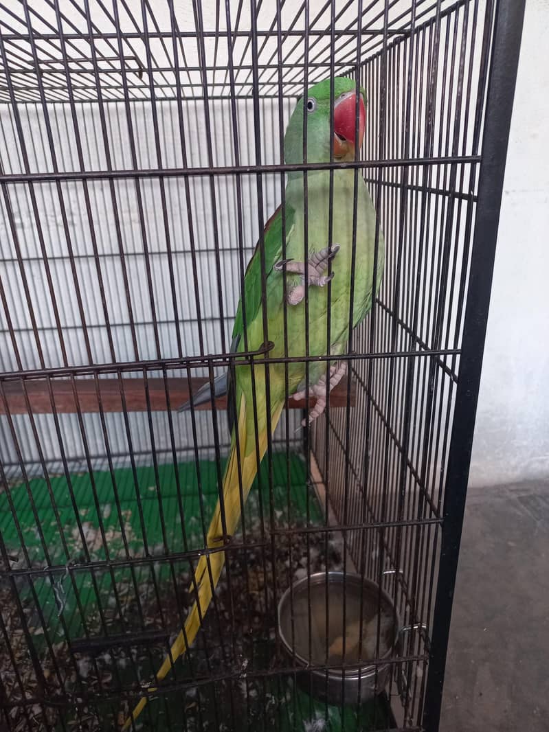 breader female 0
