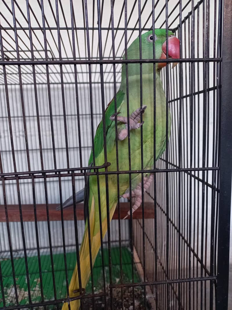breader female 1