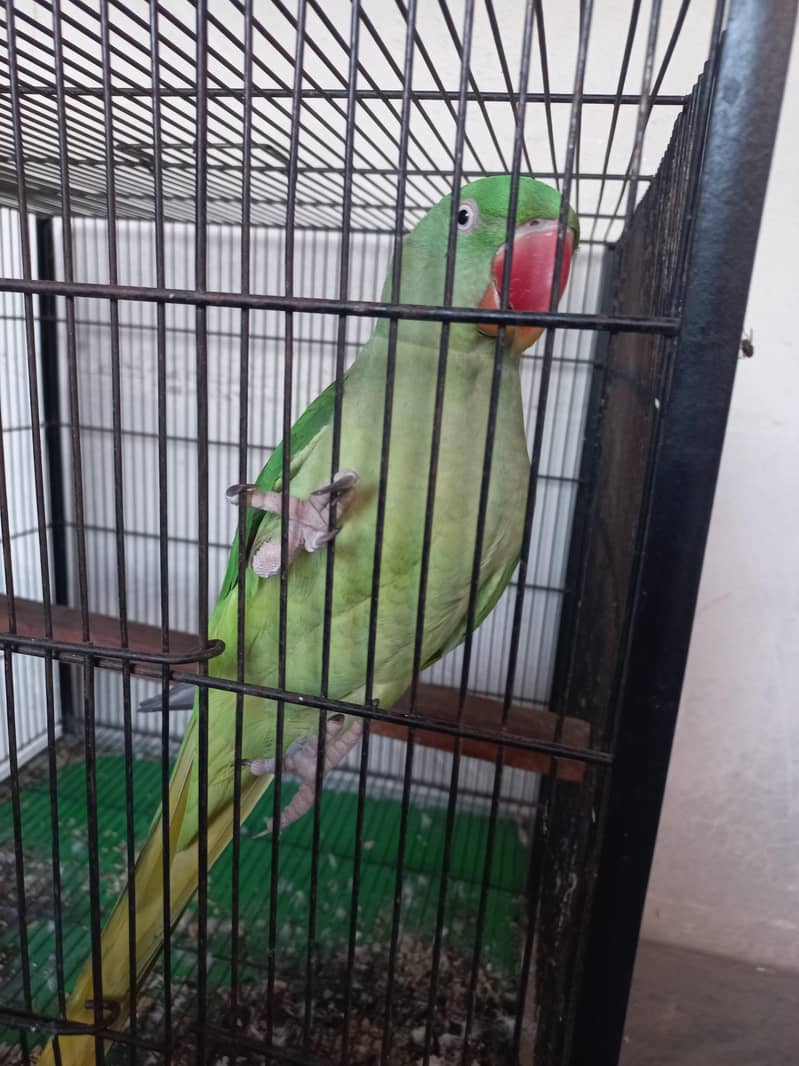 breader female 2