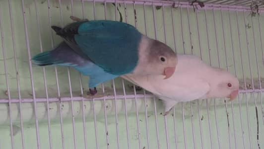 love birds pair for sale
