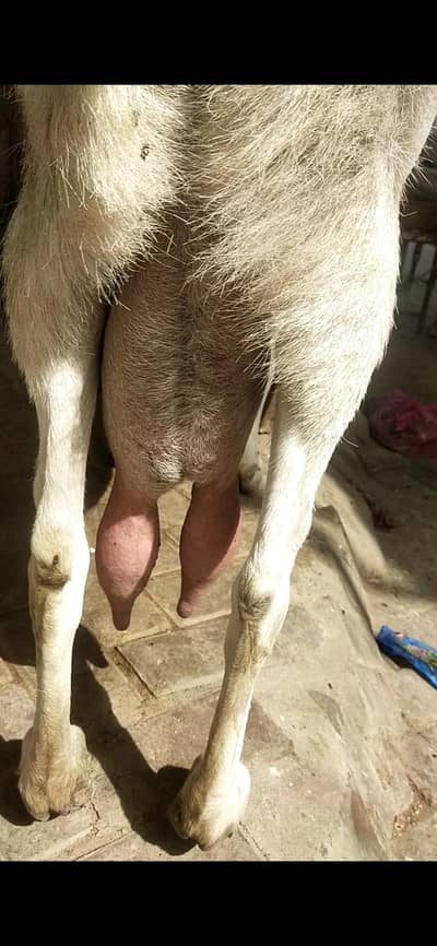 8 dant gaban tayar pure rajan pori bakri  03122535511