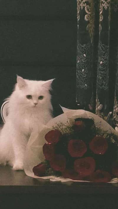 shahzadi