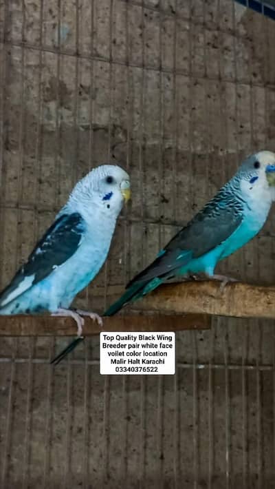 Top Quality Black wing Voilet Color Breeder pair  white face pair
