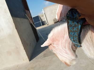 breeder 2 daat white eyes 