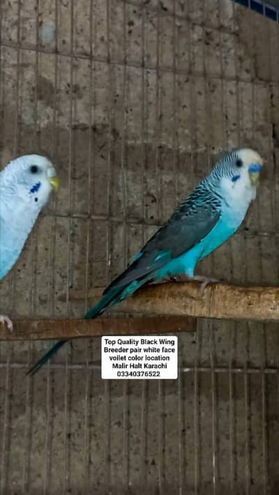 Top Quality Black Wing Breeder Pair white face voilet color