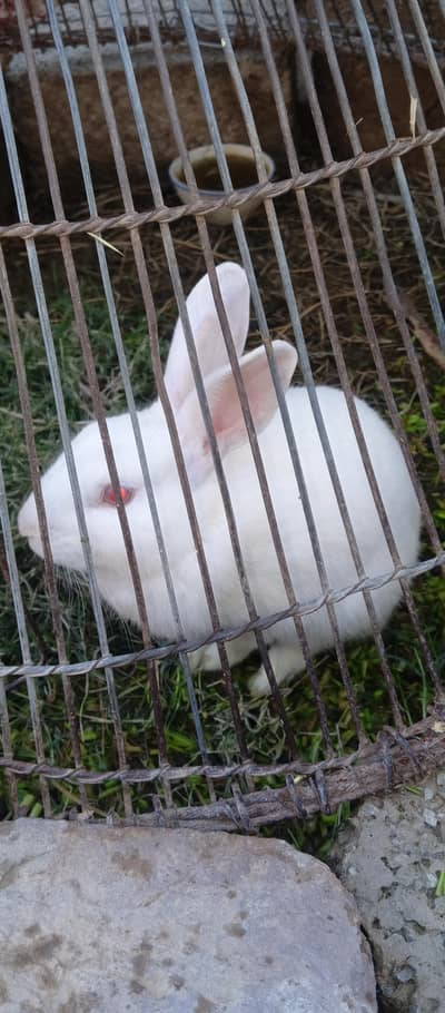Beautiful Pure White Albino Rabbit for Sale 