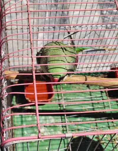 Raw parrot urgent for