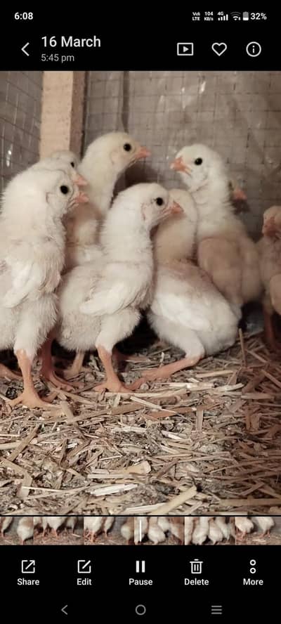 white king O German SHAMO chicks available age 2 0