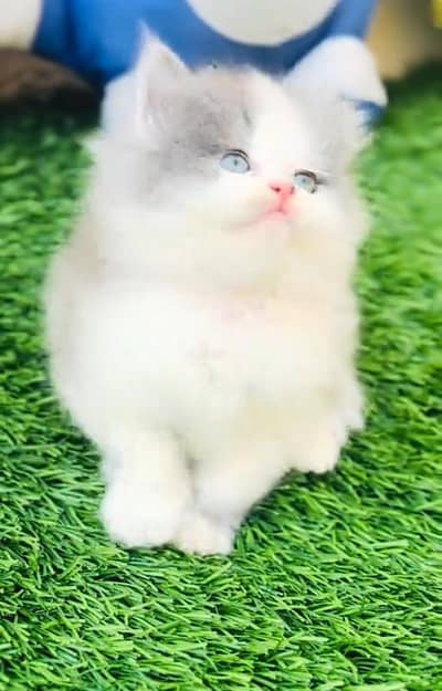 Persian cat triple cod for sale,my WhatsApp 03464644037