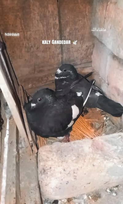 kaly Gandedar kabutar pair price 3000