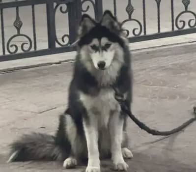 Woolly Husky pedigree