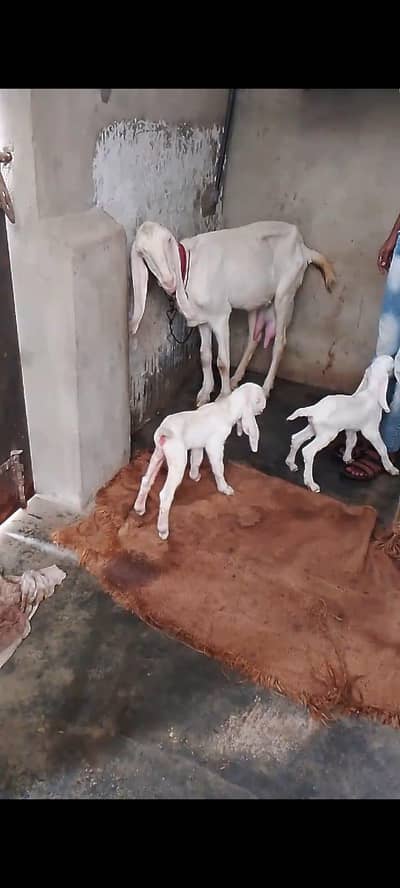 rajan pori 4dant. 2kids  female