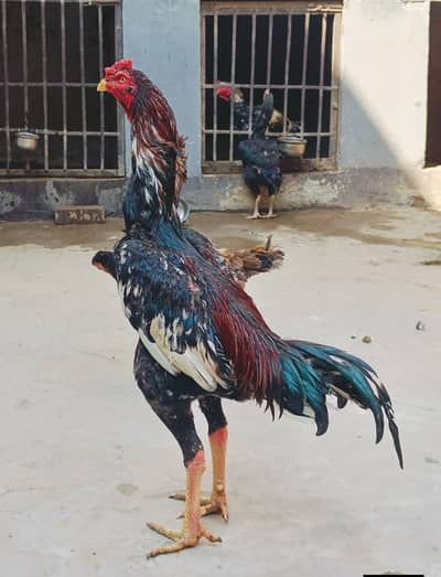 Japanese shamo chicks