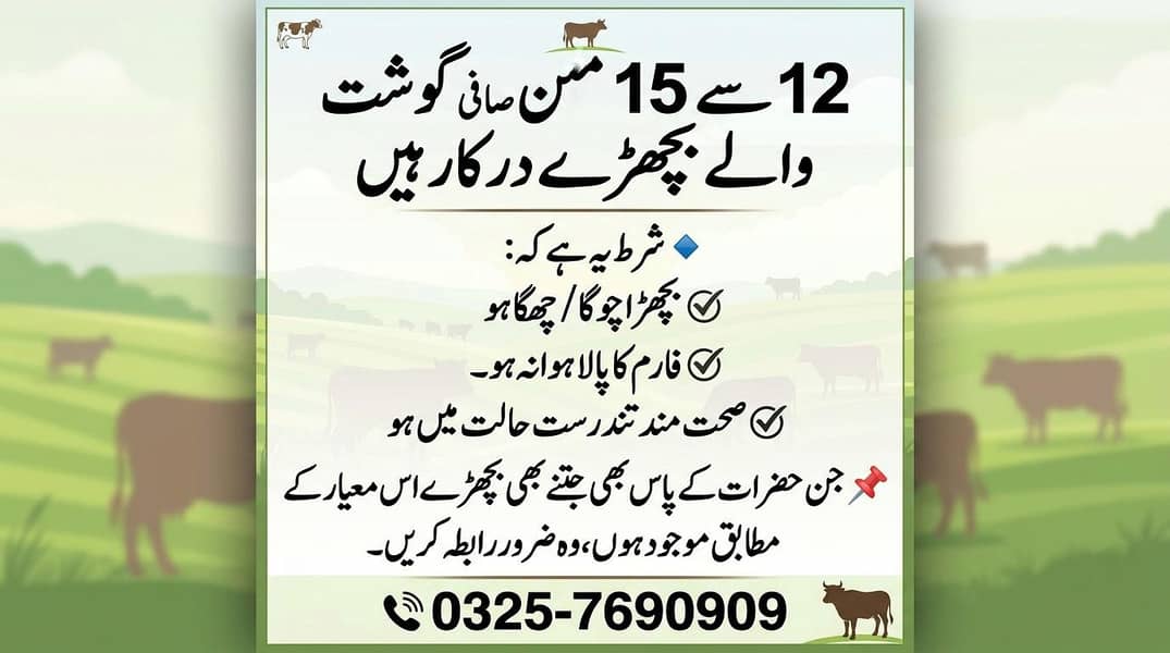 بچھڑے بیچنے کے لیے رابطہ کریں۔ 0