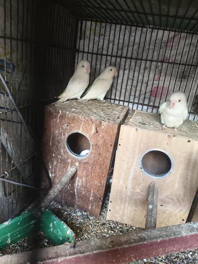 red eyes and black eyes  breeder pair