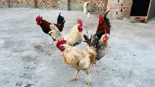 Hens for sale