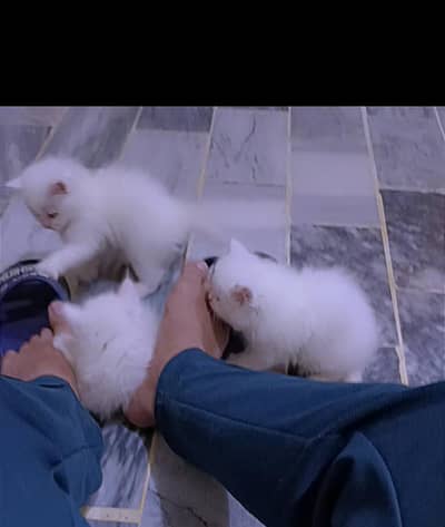 white Male3 kittens