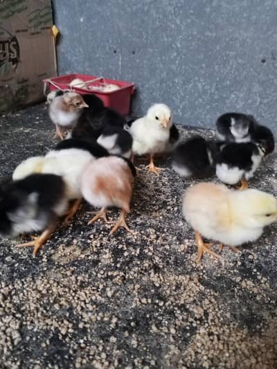 Thai caross aseel chicks 03014237451 call me
