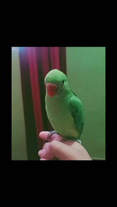 ringneck chick 3 months old