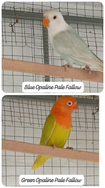 Top Quality Blue Pale Fallow Opaline and Green Opaline Pale Fallows