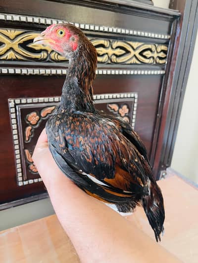 Aseel Mainwali Lakha Breed