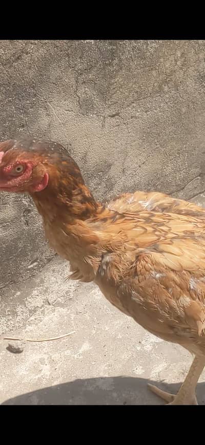 Aseel murgi for sale