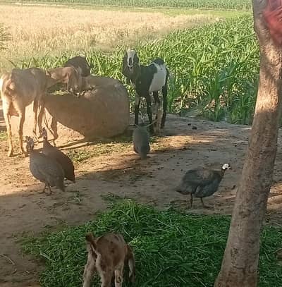 Male guniea fowl chakoor for sale