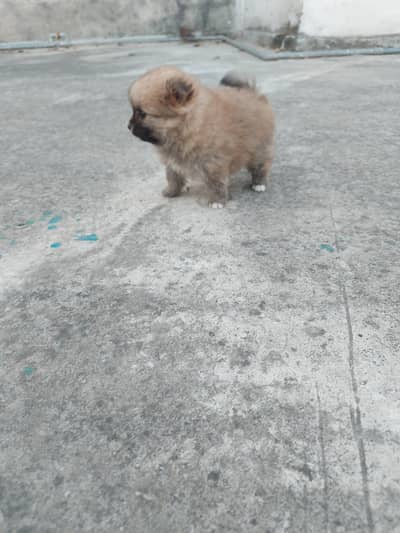 Pomeranian Pups for sale
