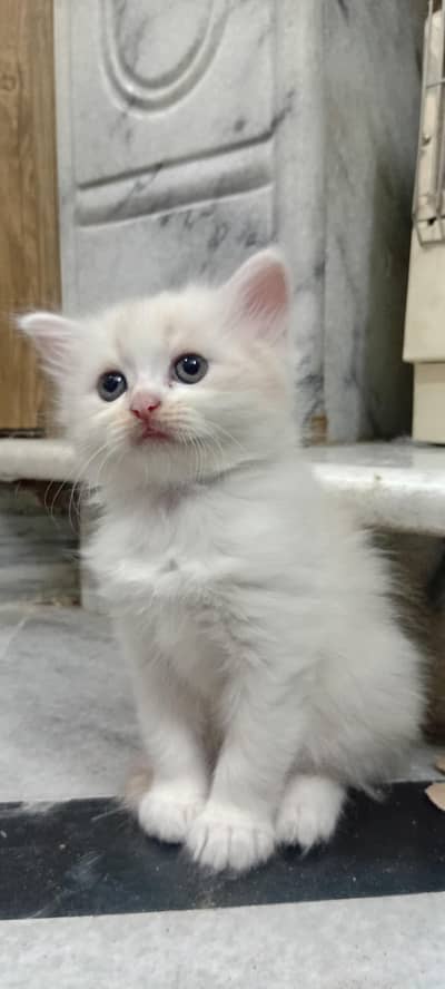 Parsion Doll Face Long Coated Kitten