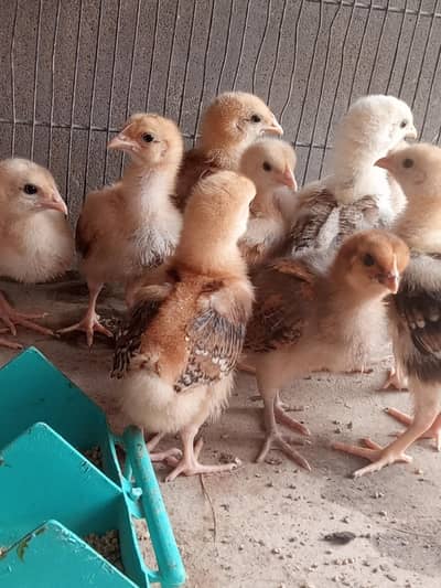 Desi murgi or chicks  Rabta 03401732699