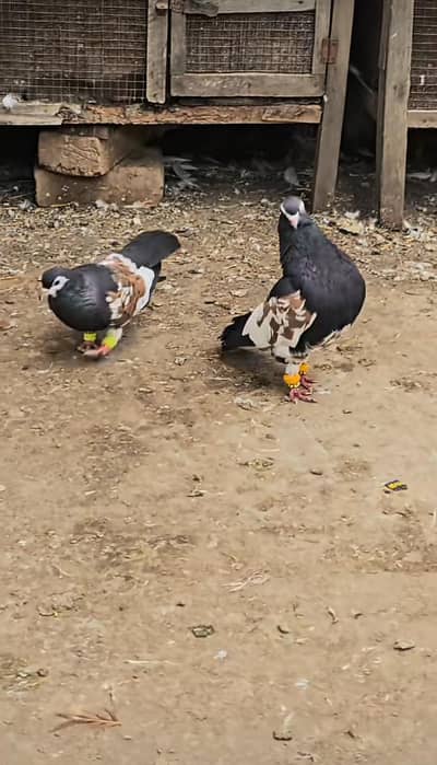 sya khal guli breedar pair