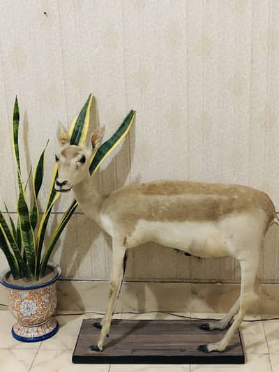 Premium Life-Size Deer Trophy for Sale