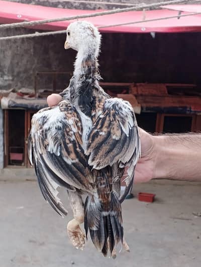 Aseel Chicks for sale - Beautiful and healthy