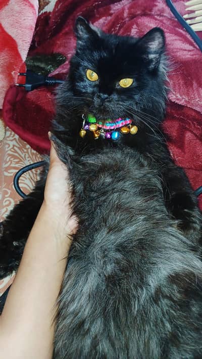 Persian cat for sale