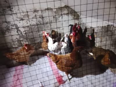 1 murga or 9 daily Andy dyne wali murgiya