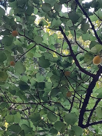 Online Physics teacher for cambridge classes