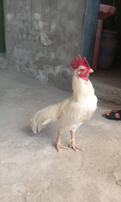 high quality bengum full add read please 03408950491