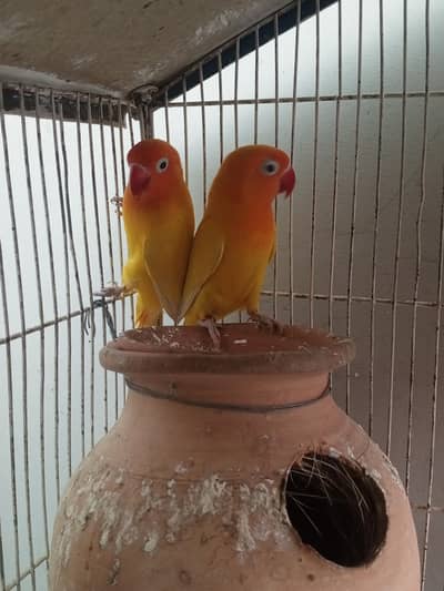 Lotino personata breeder pair (ring birds)