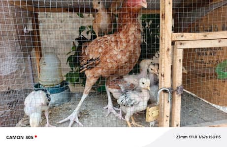 “Fresh Home Raised aseel Chicks –  BUY 5 GET 1 FREE ”