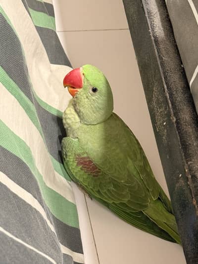 4 Kashmiri RAW parrots available pure quality