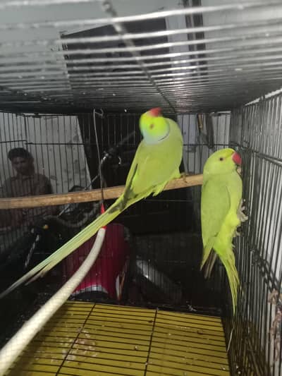 Healthy Ringneck Parrot Pair – Ready for First Breeding