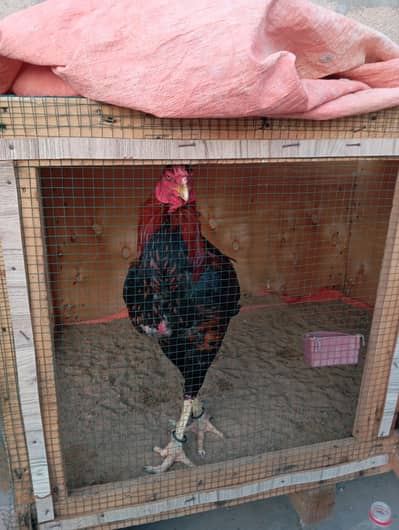 All setup sell out  with cages