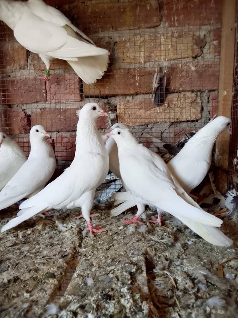 کالی انکھ میں سفید کبوتر سیل کے لیے دستیاب ہیں 0