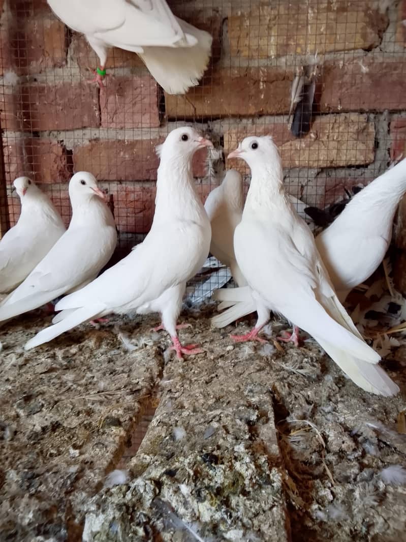 کالی انکھ میں سفید کبوتر سیل کے لیے دستیاب ہیں 1