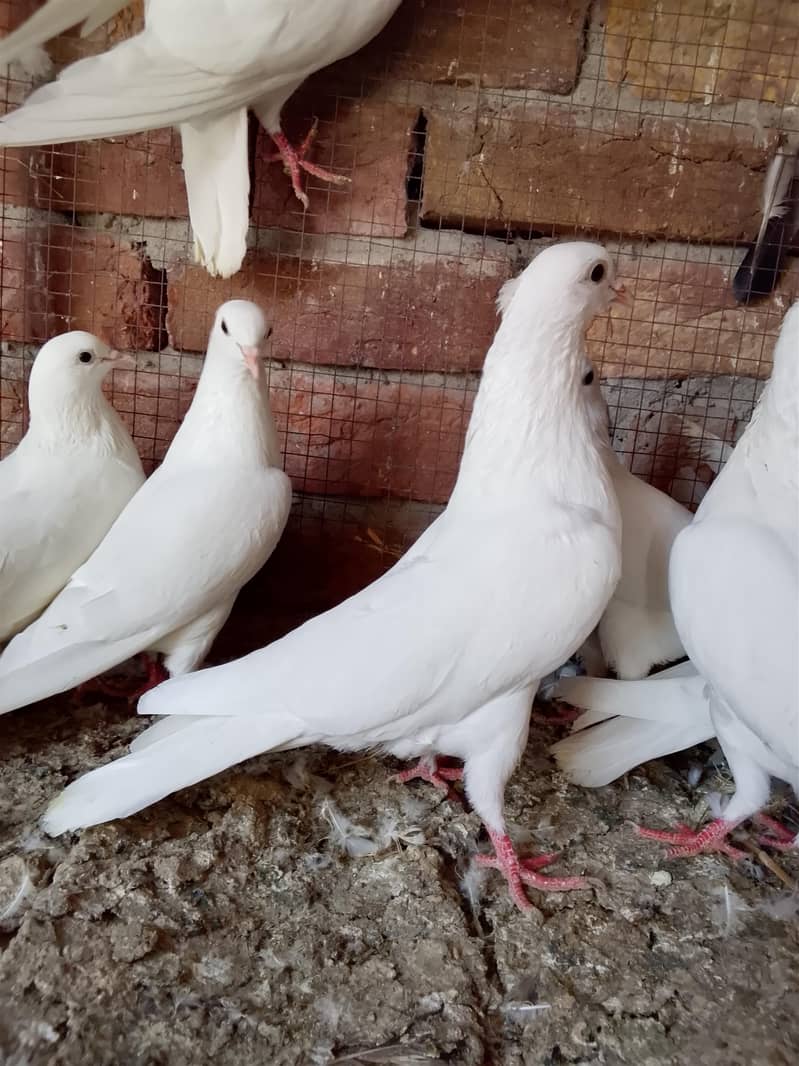 کالی انکھ میں سفید کبوتر سیل کے لیے دستیاب ہیں 2