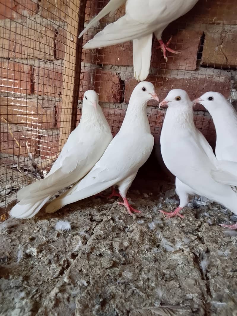 کالی انکھ میں سفید کبوتر سیل کے لیے دستیاب ہیں 3