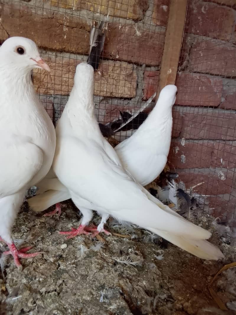 کالی انکھ میں سفید کبوتر سیل کے لیے دستیاب ہیں 4